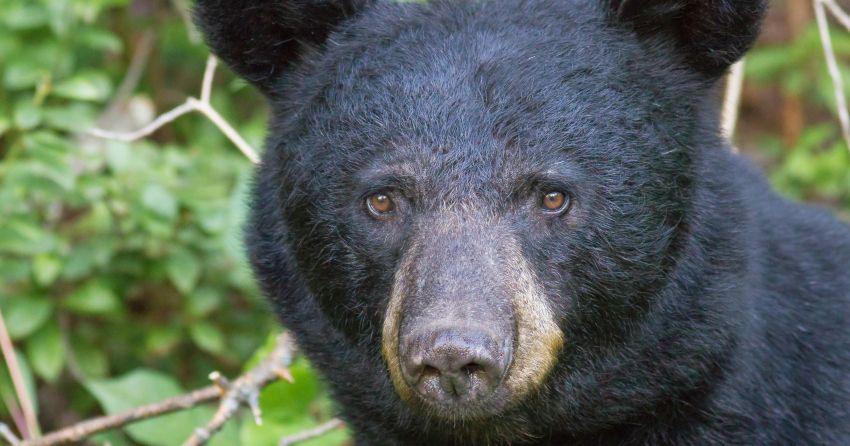 Record bear deaths in BC: Activists call for conservation officers to wear  body cameras
