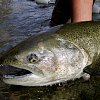 After a 1,000-km journey, lone chinook salmon makes ‘milestone’ return home to Okanagan Lake