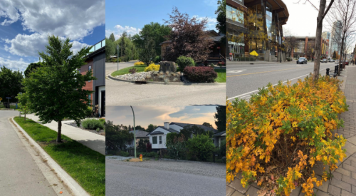 City of Kelowna approves new bylaw to protect boulevards, street trees