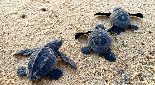 Releasing baby turtles in Mexico is bucket-list breathtaking