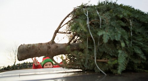 Here’s where to get your Christmas tree chipped in the Central Okanagan after the holiday