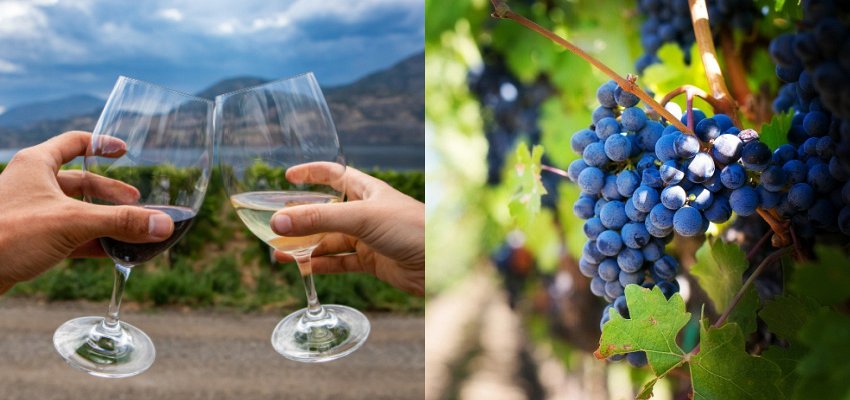 'Crafted in BC' wines made with American grapes will be allowed in BC Liquor Stores